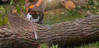 Reliable Villa Rica, GA Tree Removal Solutions