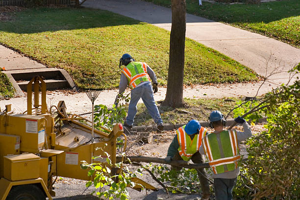 Best Tree Cabling and Bracing  in Villa Rica, GA