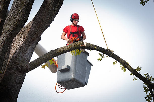 Best Fruit Tree Pruning  in Villa Rica, GA