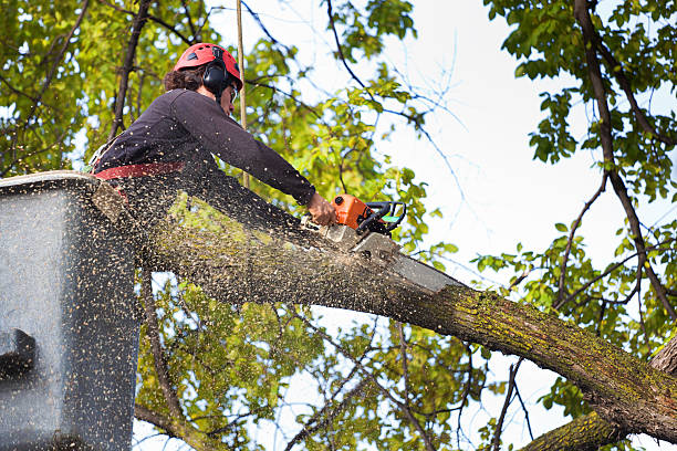 Best Tree Preservation Services  in Villa Rica, GA